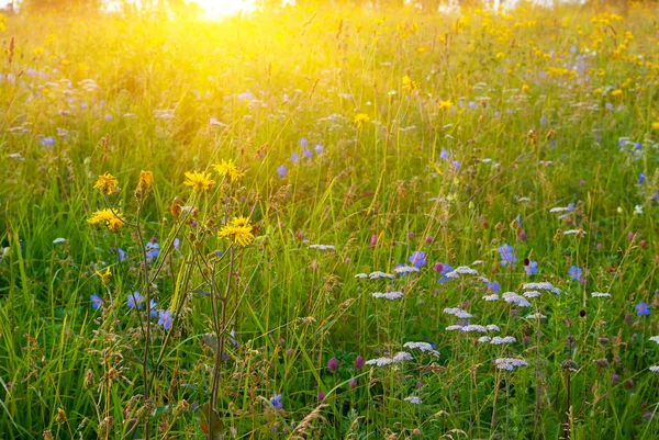 緑の牧草地、日の出 — ストック写真