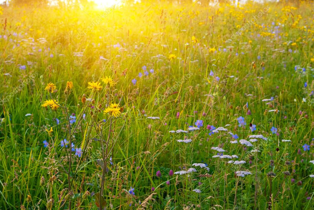 Grüne Wiese beim Sonnenaufgang - Stockfotografie: lizenzfreie Fotos ...