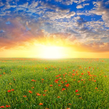 haşhaş sahasında kırmızı: sunrise