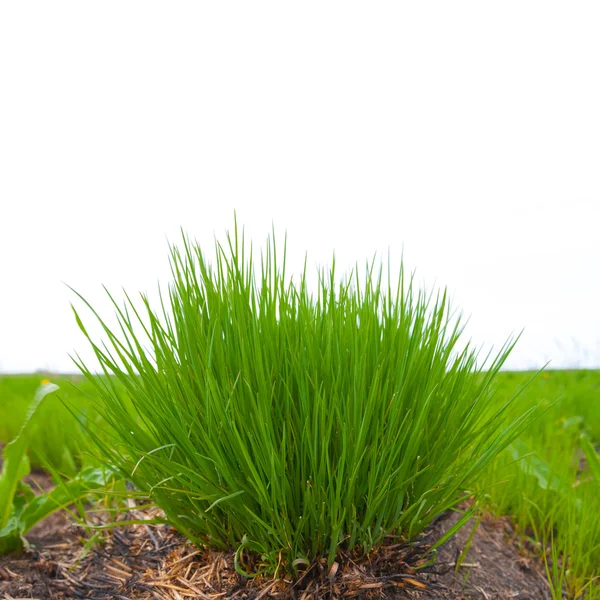 Hierba verde sobre un fondo blanco — Foto de Stock