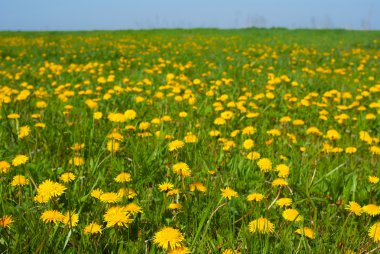 Sarı dandelions