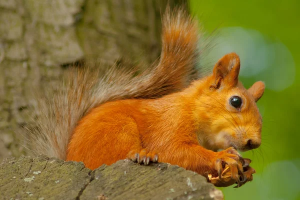 Red squirrel — Stock Photo, Image