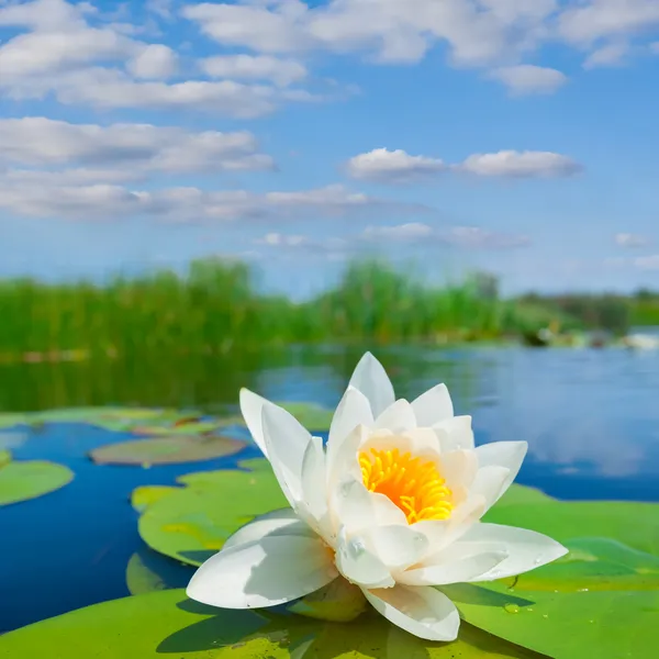 Lirio blanco en un lago — Foto de Stock