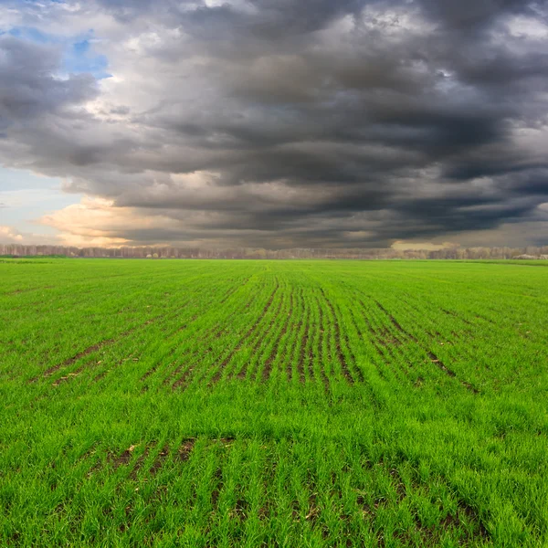 Green rural field before a rain — Stock Photo, Image