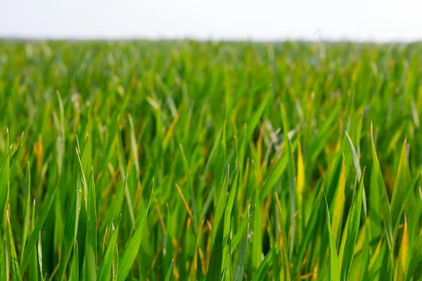 Closeup green grass — Stock Photo, Image