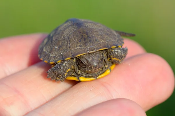 Petite tortue sur une paume humaine — Photo