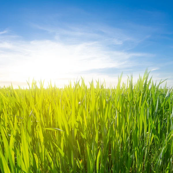 Campo verde em raios de sol — Fotografia de Stock