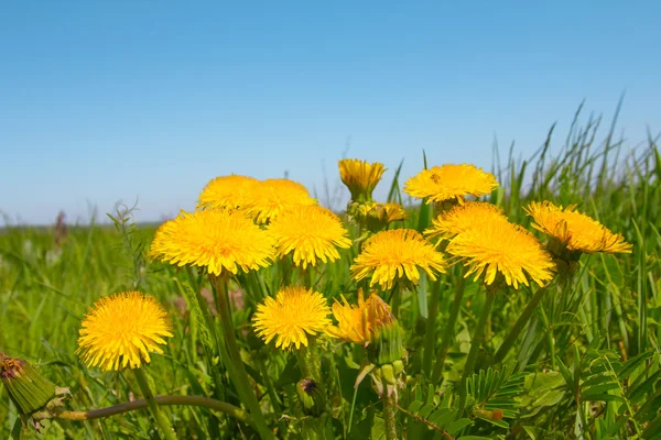 Closeup dandelion bush — Stock Photo, Image