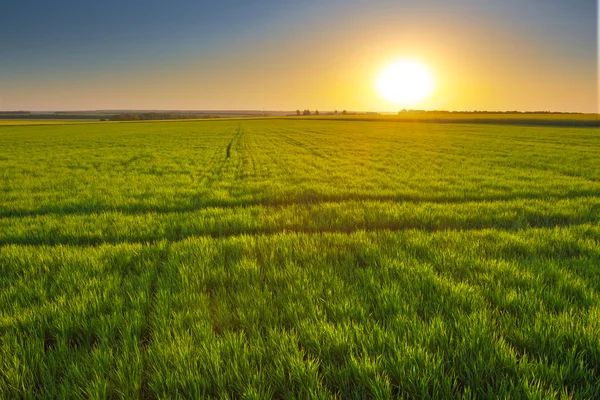 Sonnenuntergang inmitten einer grünen Wiese — Stockfoto