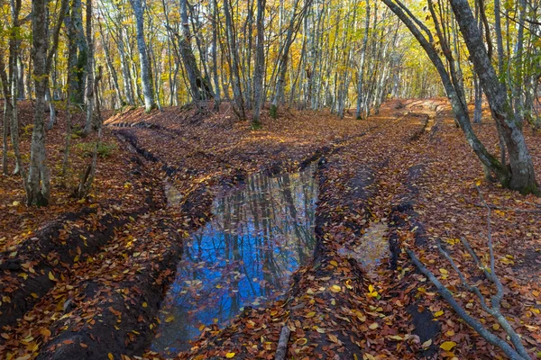 Blauer Teich im Wald — Stockfoto