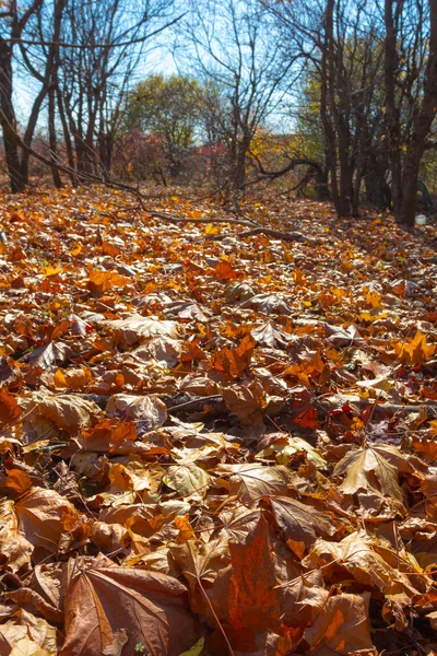 Trockene Herbstblätter — Stockfoto