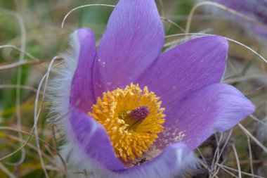 tatlı güzel Menekşe çiçek