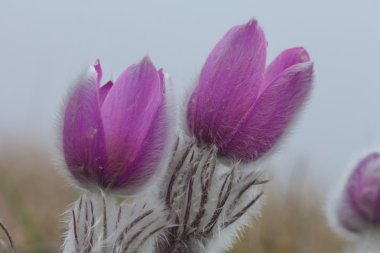 bir sis içinde güzel mor çiçekler