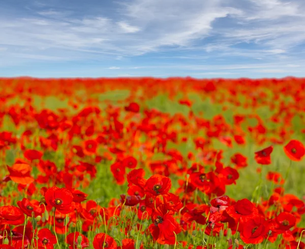 Krásné červené poppys — Stock fotografie