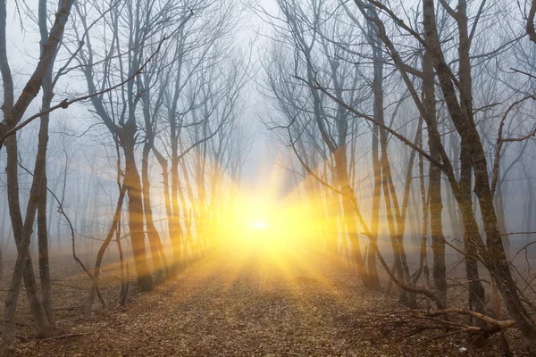 Foresta nebbiosa in un raggio di sole — Foto Stock