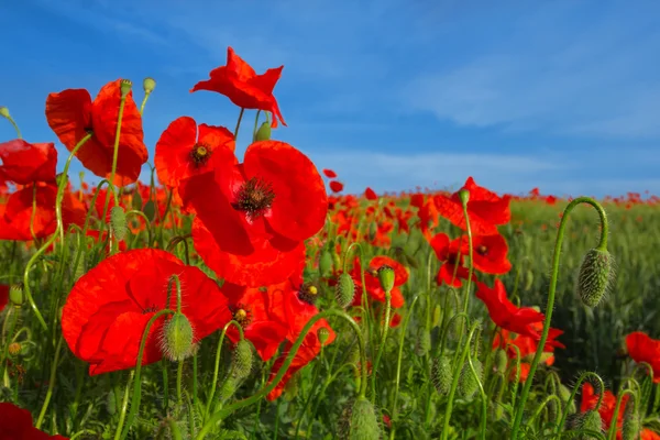 Rode papavers op een blauwe hemelachtergrond — Stockfoto