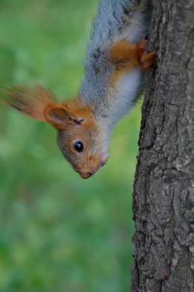 Squirrel on a tree — Stock Photo, Image