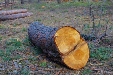 bir ormandaki çam ağacı günlüğü