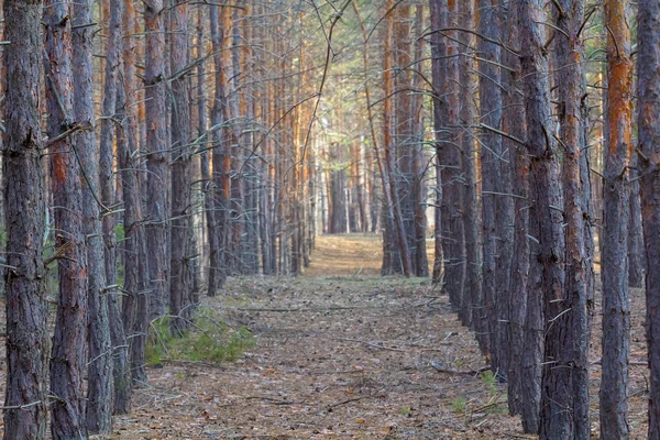 ほっそりした松の森 — ストック写真