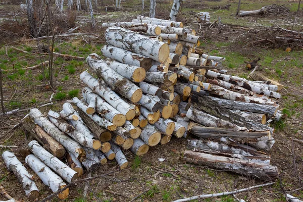 Heap of birch logs in a forest — Stock Photo, Image