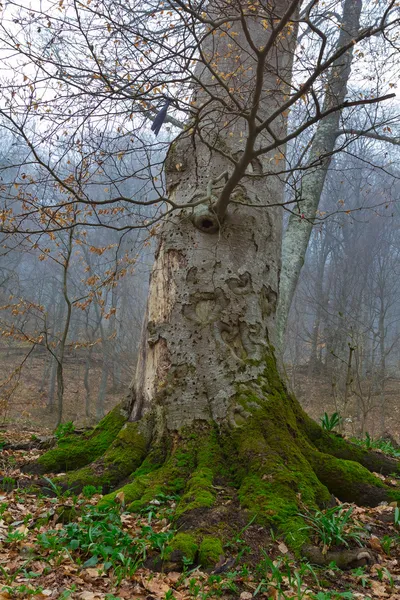 Beech tree in a misty forest — Stock Photo, Image