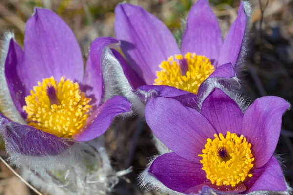 Красивые фиолетовые цветы крупным планом — стоковое фото