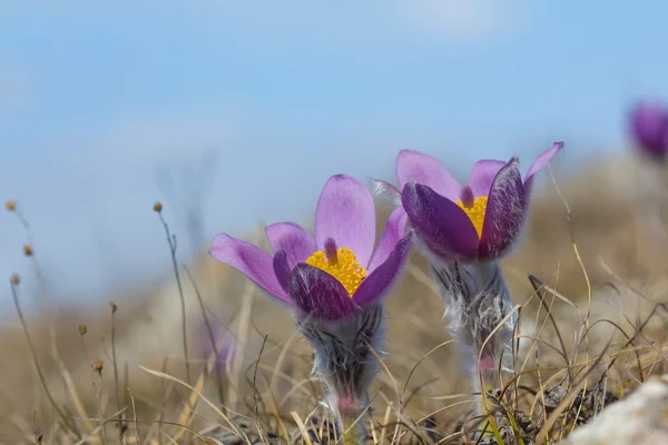 Schöne Blumen im Gras — Stockfoto