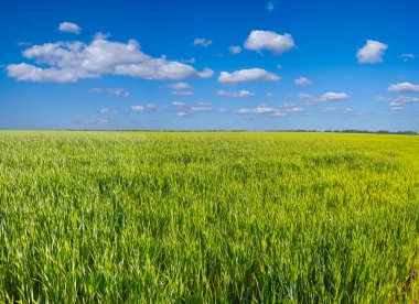 Yeşil kırsal alan panorama