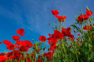 Kırmızı haşhaş tarlası