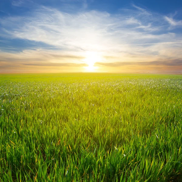 Green field at the sunset — Stock Photo, Image