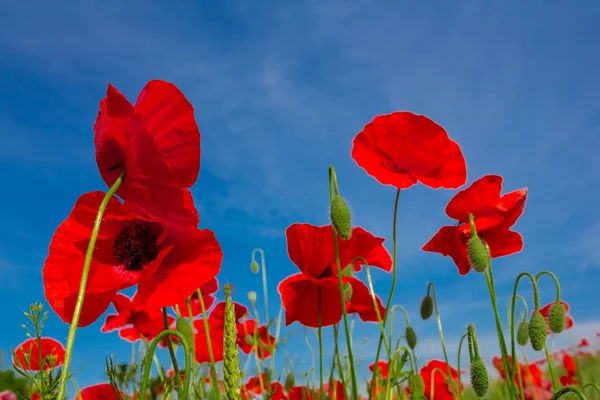 Red poppies on a blue sky background — Stock Photo, Image