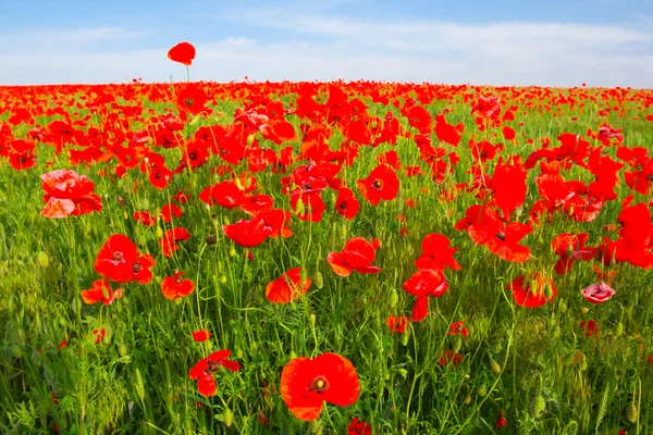 Campo di papavero rosso paesaggio — Foto Stock