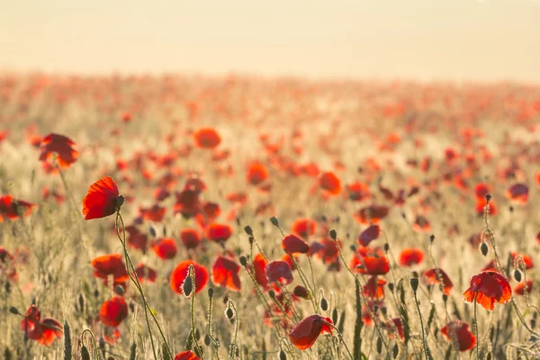 Campo di papavero rosso al mattino presto — Foto Stock