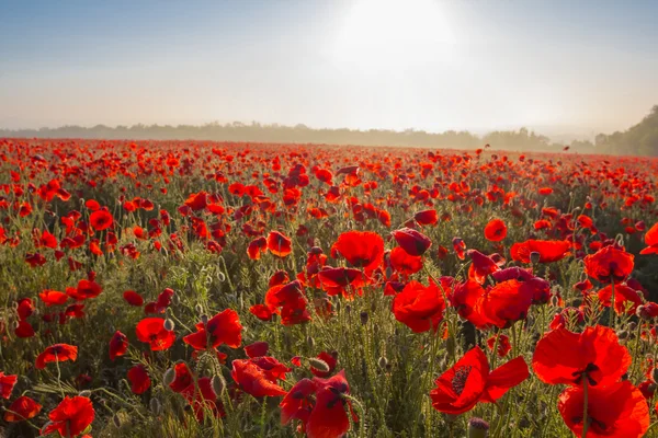 Red poppy field at the sunrise — Stock Photo, Image