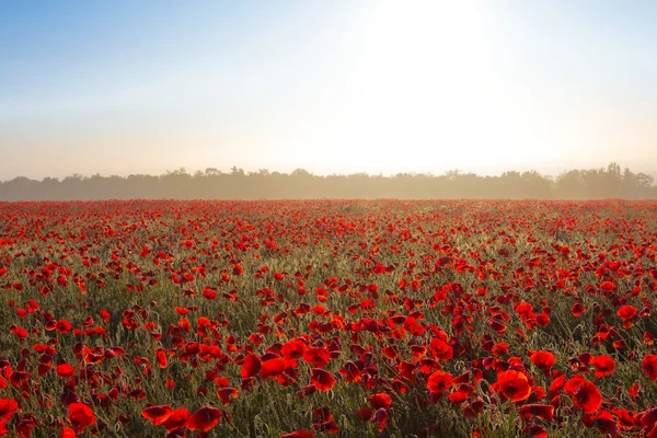 Red poppy field in a rays of sun — Stock Photo, Image