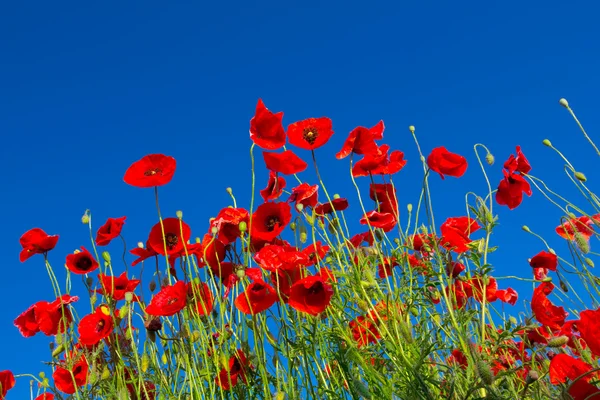 Arbusto di papavero rosso — Foto Stock