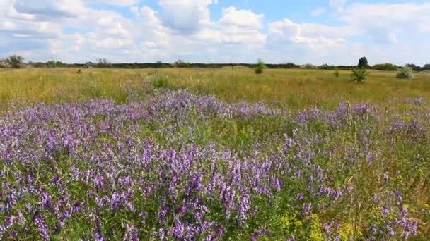 Beautiful green flowered steppe — Stock Video