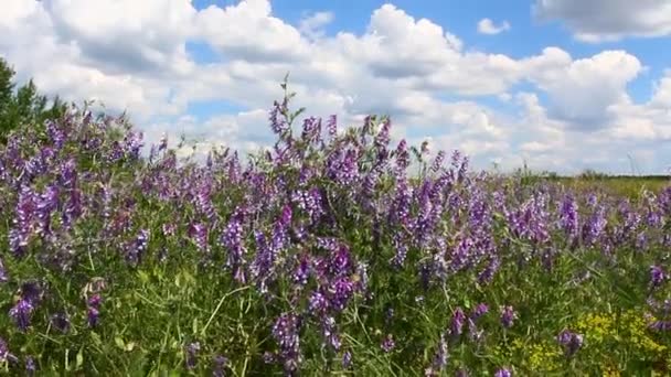 Flores violetas azuis em um vento — Vídeo de Stock
