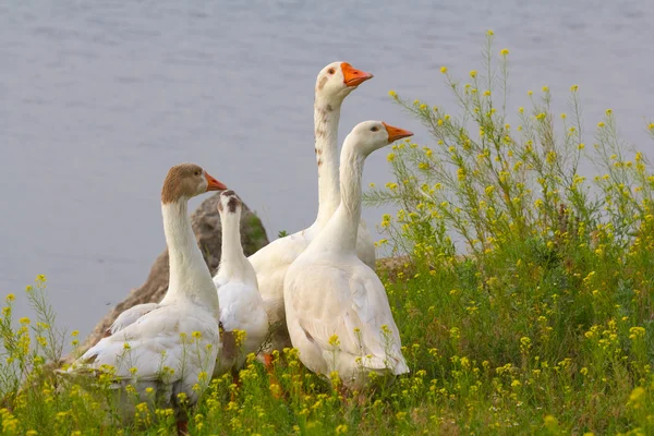 Goose in a grass — Stock Photo, Image