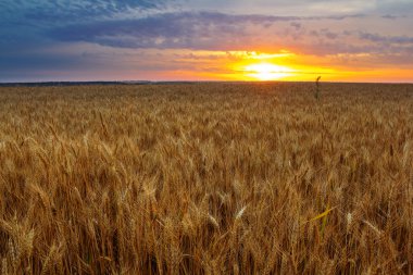 gün batımında buğday alanı