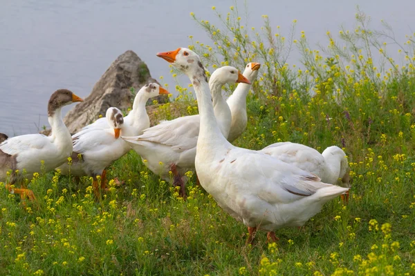 Goose in a grass — Stock Photo, Image