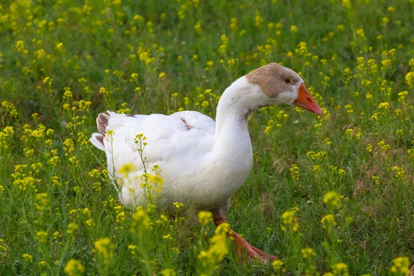 Pato en una hierba — Foto de Stock