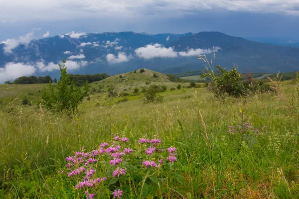 Meseta de montaña en una hierba —  Fotos de Stock