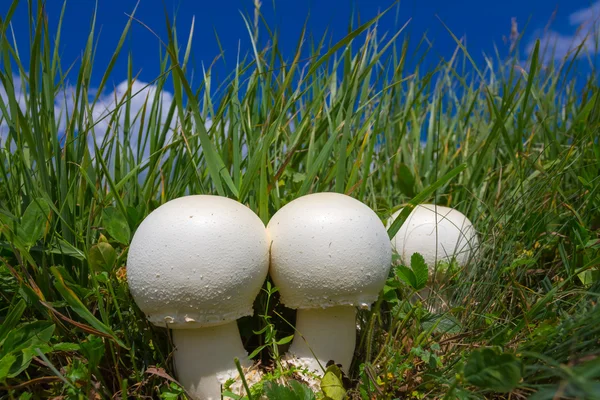 Champignons blancs dans une herbe verte — Photo