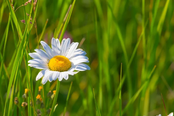 White camomile in a grass — Stock Photo, Image