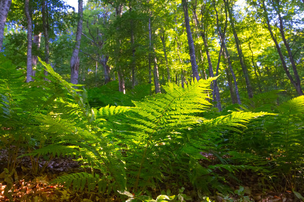 Fern bush in a green forest
