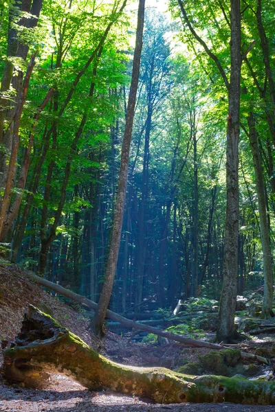 Летний лес в лучах солнца — стоковое фото