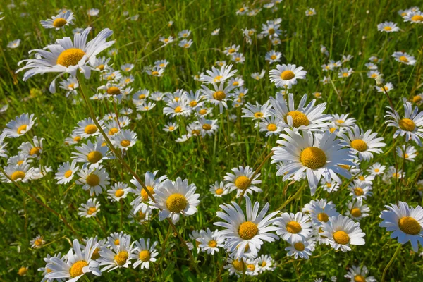 Closeup white camomiles — Stock Photo, Image