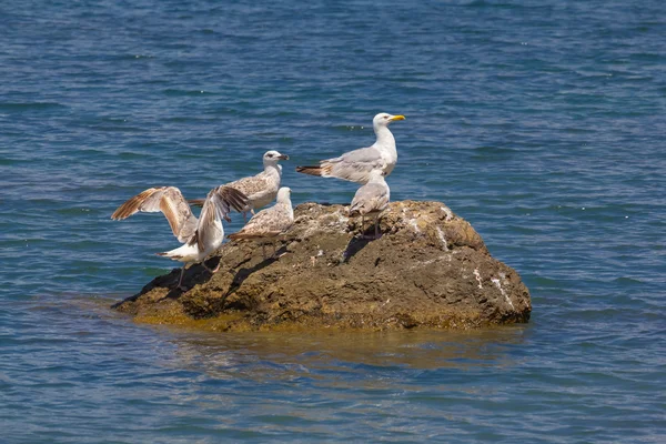 Seagulls on a stone — Stock Photo, Image