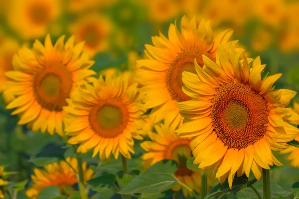 Closeup golden sunflowers — Stock Photo, Image